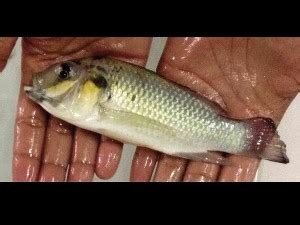 gloria fish|Support Gloria Fish .